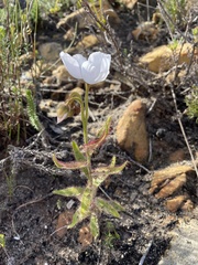 Drosera cistiflora