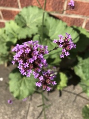 Verbena bonariensis