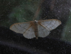 Idaea aversata