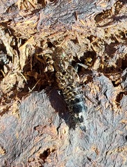 Ontholestes