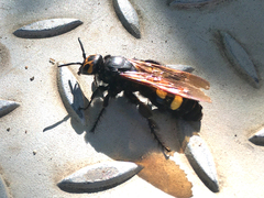 Megascolia maculata