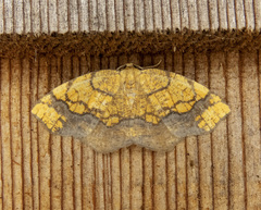 Nematocampa resistaria