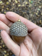 Quercus