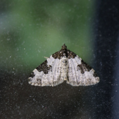 Xanthorhoe fluctuata