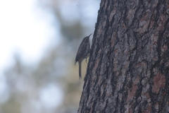 Certhia americana
