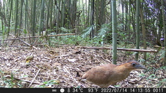 Gorsachius melanolophus