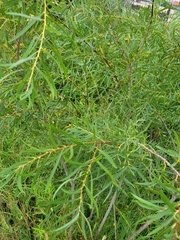 Salix interior