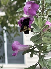 Bombus pensylvanicus