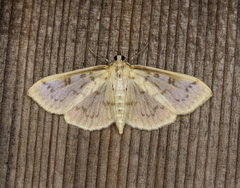Herpetogramma aquilonalis