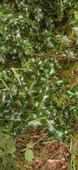 Ilex