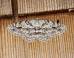 Stenoporpia pulmonaria