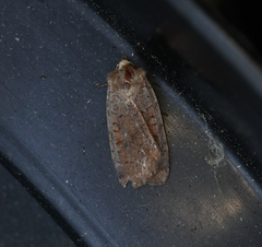 Protolampra sobrina