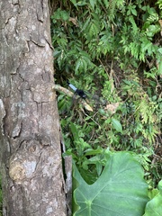 Orthetrum triangulare