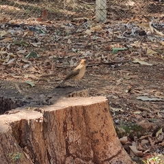 Turdus amaurochalinus