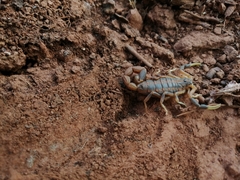 Uroplectes triangulifer