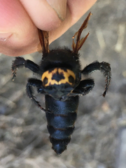 Megascolia maculata