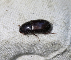 Acrossus rufipes