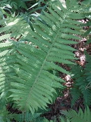 Matteuccia struthiopteris