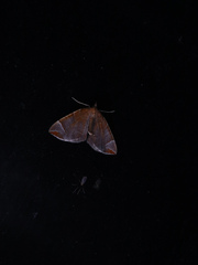 Eulithis testata