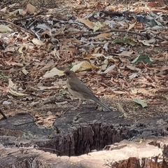 Turdus amaurochalinus
