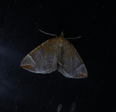 Eulithis testata