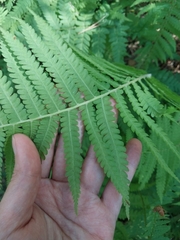 Matteuccia struthiopteris