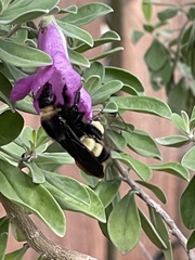 Bombus pensylvanicus
