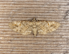 Eupithecia graefii