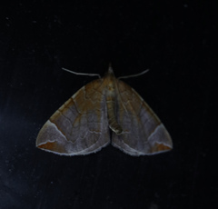 Eulithis testata