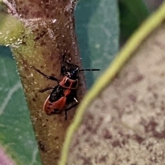 Lygaeus kalmii