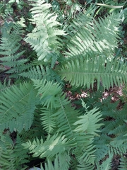 Matteuccia struthiopteris