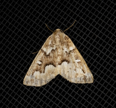 Caripeta divisata