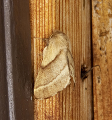 Malacosoma californica