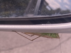 Conocephalus fasciatus