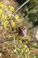 Graphosoma semipunctatum