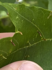 Vasates aceriscrumena