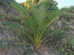 Phoenix canariensis