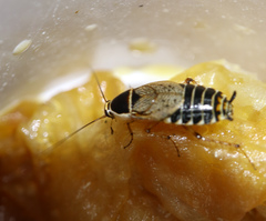 Ectobius sylvestris