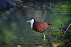 Actophilornis africanus