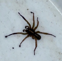Trochosa