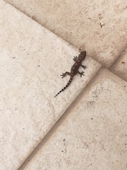 Hemidactylus turcicus