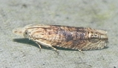 Eucosma ochrocephala