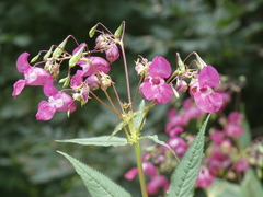 Impatiens glandulifera