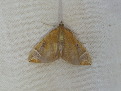 Eulithis testata