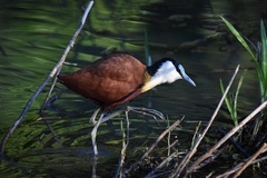 Actophilornis africanus