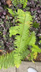 Nephrolepis exaltata