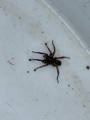 Trochosa