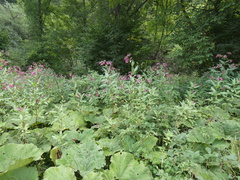 Impatiens glandulifera
