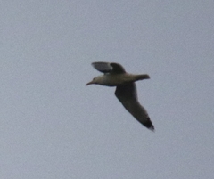 Larus argentatus