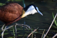 Actophilornis africanus